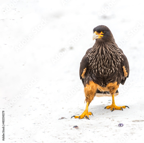 Φωτογραφία Striated Caracara looking for a afternoon snack