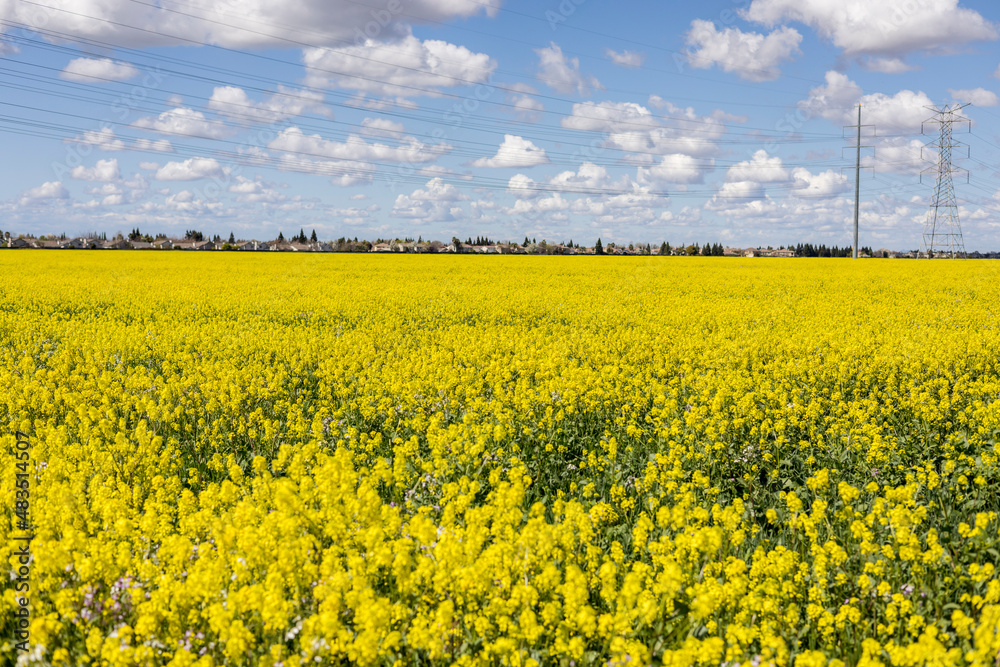 Canola fields in bloom on a beautiful day. Focus on foreground flowers. Canola fields in bloom on a beautiful day. Focus on foreground flowers.