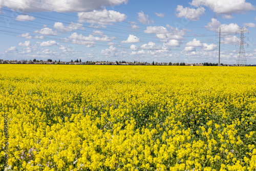 Canola fields in bloom on a beautiful day. Focus on foreground flowers.