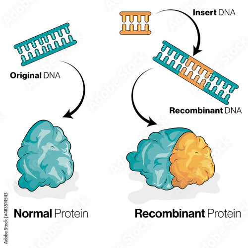 Production of Recombinant Protein Using Recombinant DNA Technology, Vector Illustration on White Background.