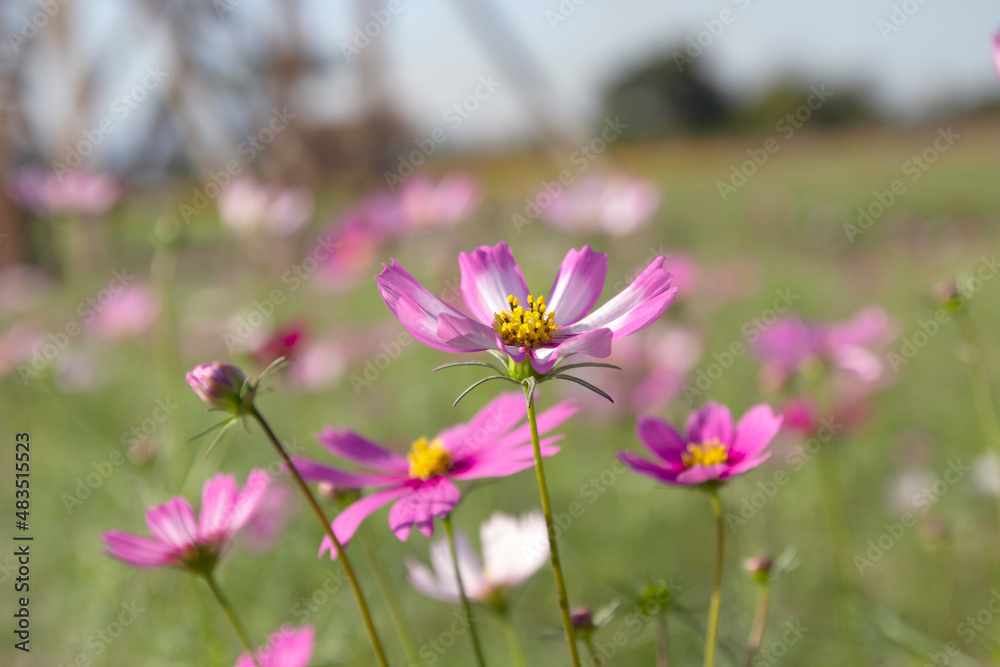 Cosmos flower in a nature park with blurred background