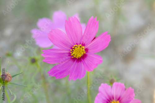 Cosmos will blooming with blurred background. © jamroenjaiman