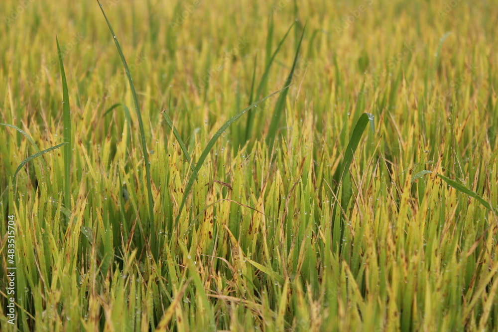 Closeup view of green paddy plants in the field