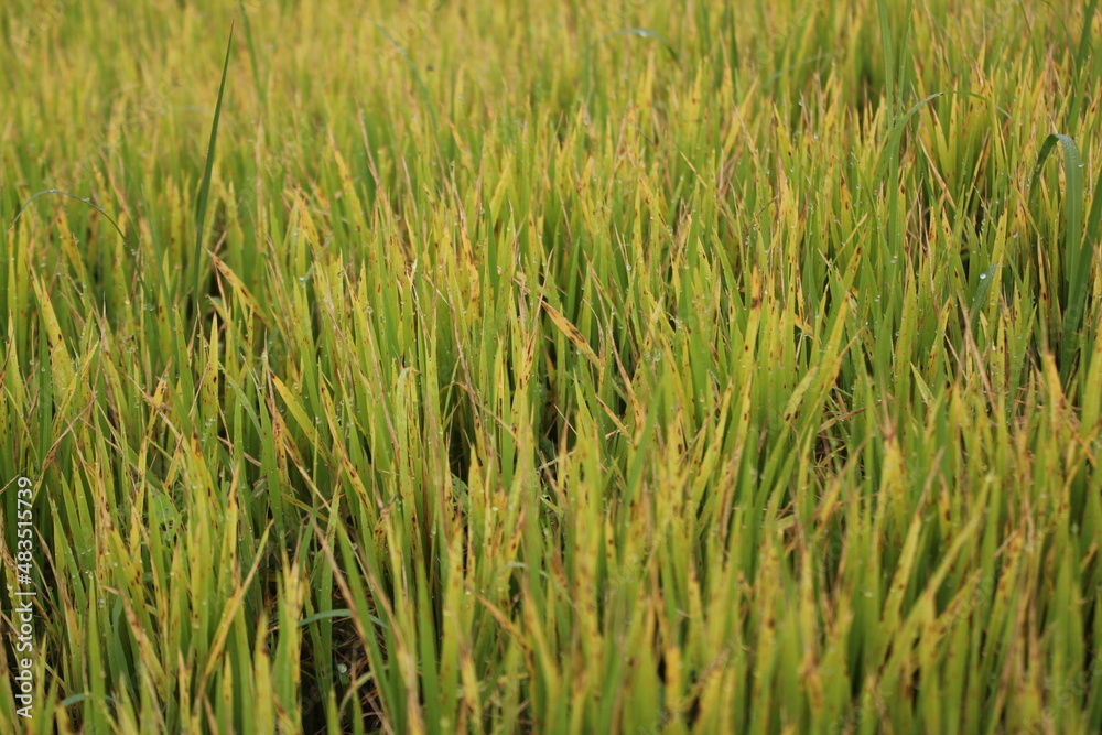 Green paddy plants in the paddy field