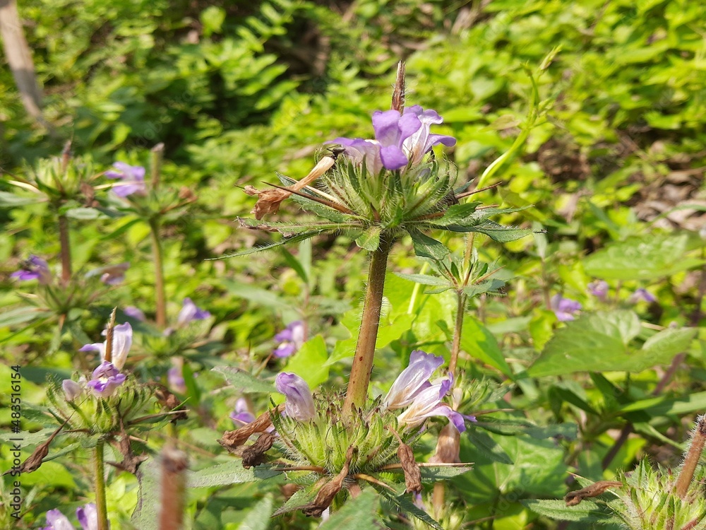 Hygrophila auriculata gokaṇṭa, kulekhara, is a herbaceous, medicinal plant in the acanthus
