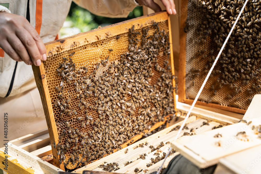 Beehive frame with honeycombs and a bees. Woman beekeeper holds a wooden honey frame with bees.eup beehive frame with honeycombs and a lot of bees in hand and bees in the air.Woman beekeeper holds a Beehive frame with honeycombs and a bees. Woman beekeeper holds a wooden honey frame with bees.eup beehive frame with honeycombs and a lot of bees in hand and bees in the air.Woman beekeeper holds a