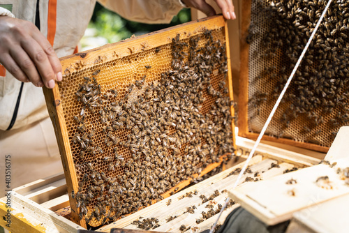Beehive frame with honeycombs and a bees. Woman beekeeper holds a wooden honey frame with bees.eup beehive frame with honeycombs and a lot of bees in hand and bees in the air.Woman beekeeper holds a