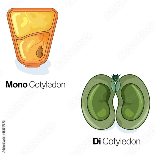 Monocotyledon and Dicotyledon Comparison, Detailed Vector Illustration of Plant Seed Anatomy on White Background.