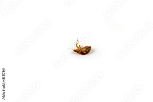 Slika na platnu Bed bug upside down still and quiet isolated on white surface