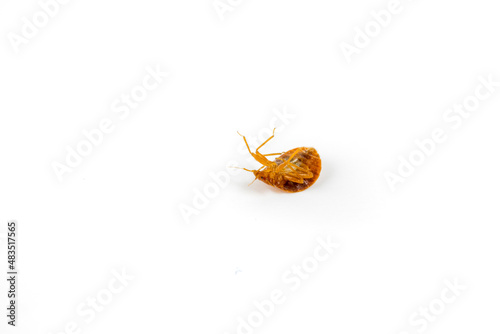 Dead bed bug killed with chemicals. Angled view upside down isolated on a white surface