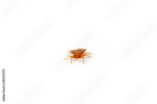 Brown adult bed bug scuttling closer, isolated on a white surface photo