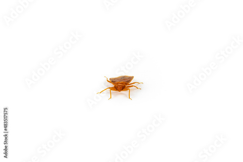 Brown adult bed bug scuttling closer, isolated on a white surface
