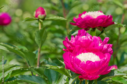 The name of this peony is Velvet Queen.
Scientific name is Paeonia lactiflora.