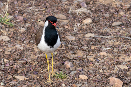 A red wattled lapwing bird walking on the ground at Ranthambore National Park photo