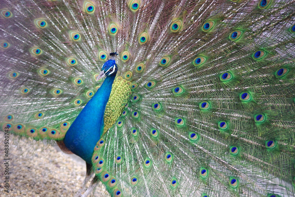 Obraz premium 睡蓮の花～日本の風景