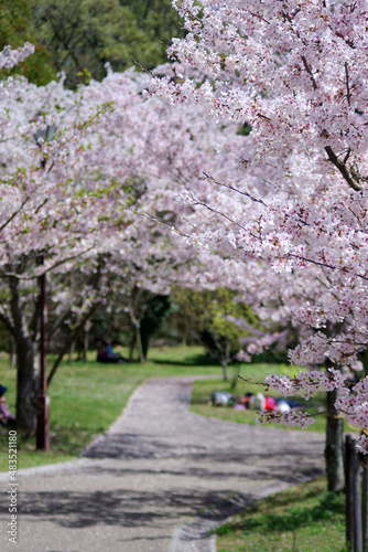 桜祭りにて～日本の風景