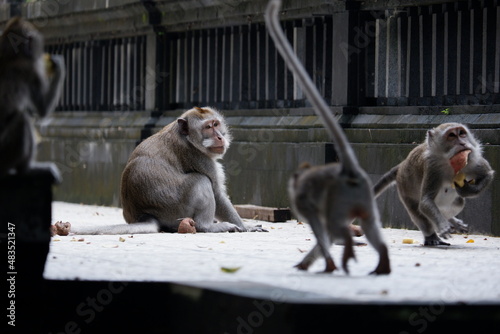 a family of long-tailed macaque