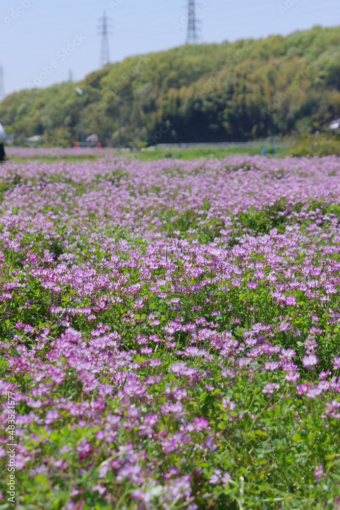 れんげ祭りとこども～日本の風景