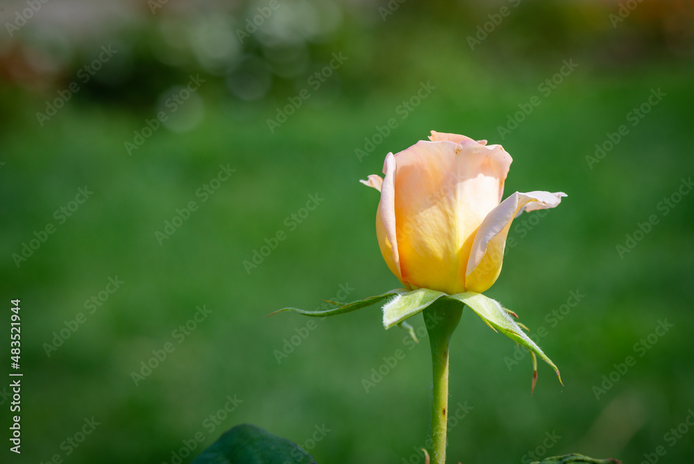 A closeup image of a tender pink rose in a garden A closeup image of a tender pink rose in a garden