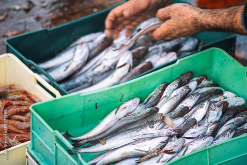 Foto Various freshly just caught fish in plastic crates on a fishing wooden boat being selected by a fisherman to be sold at the fish market