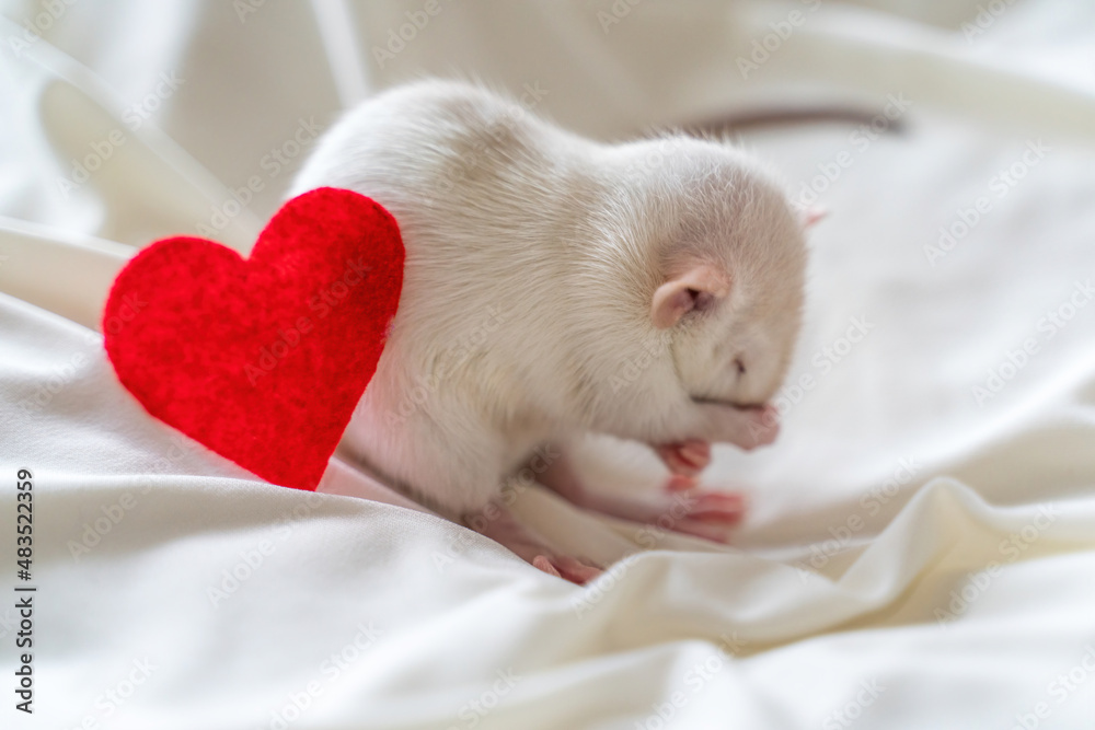 Little white rat in a female hand with manicure. On a light background. Nearby lies a red heart. Valentine's day concept, cute picture. Little white rat in a female hand with manicure. On a light background. Nearby lies a red heart. Valentine's day concept, cute picture.