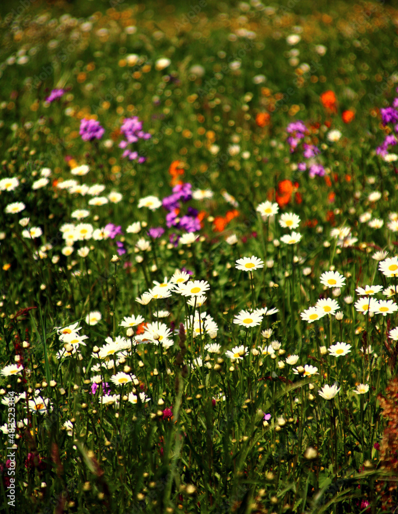 bunte blumenwiese