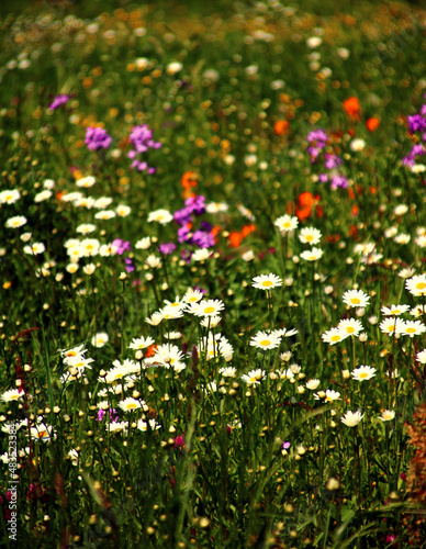 bunte blumenwiese