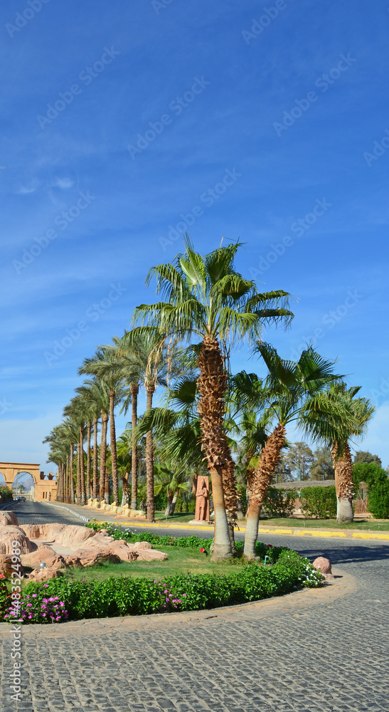 Alley of palm trees along the road against a blue sky. Alley of palm trees along the road against a blue sky.