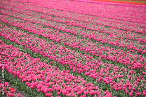 Wallpaper Mural チューリップ（オランダのキューケンホフ） Torontodigital.ca