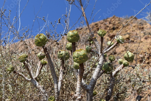 Local flora and fauna on the Donkey Trail of Santorini, Greece