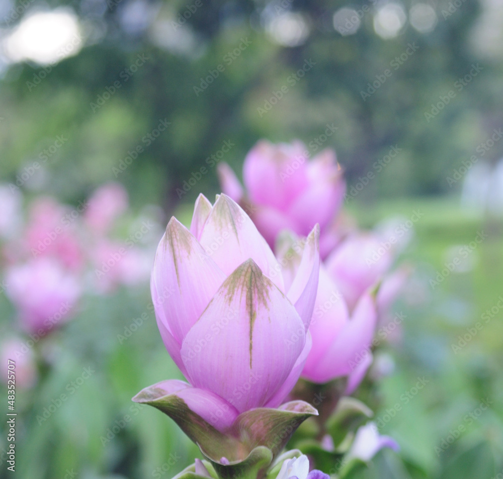 Soft-focus beautiful Field of siam tulip flowers Soft-focus beautiful Field of siam tulip flowers