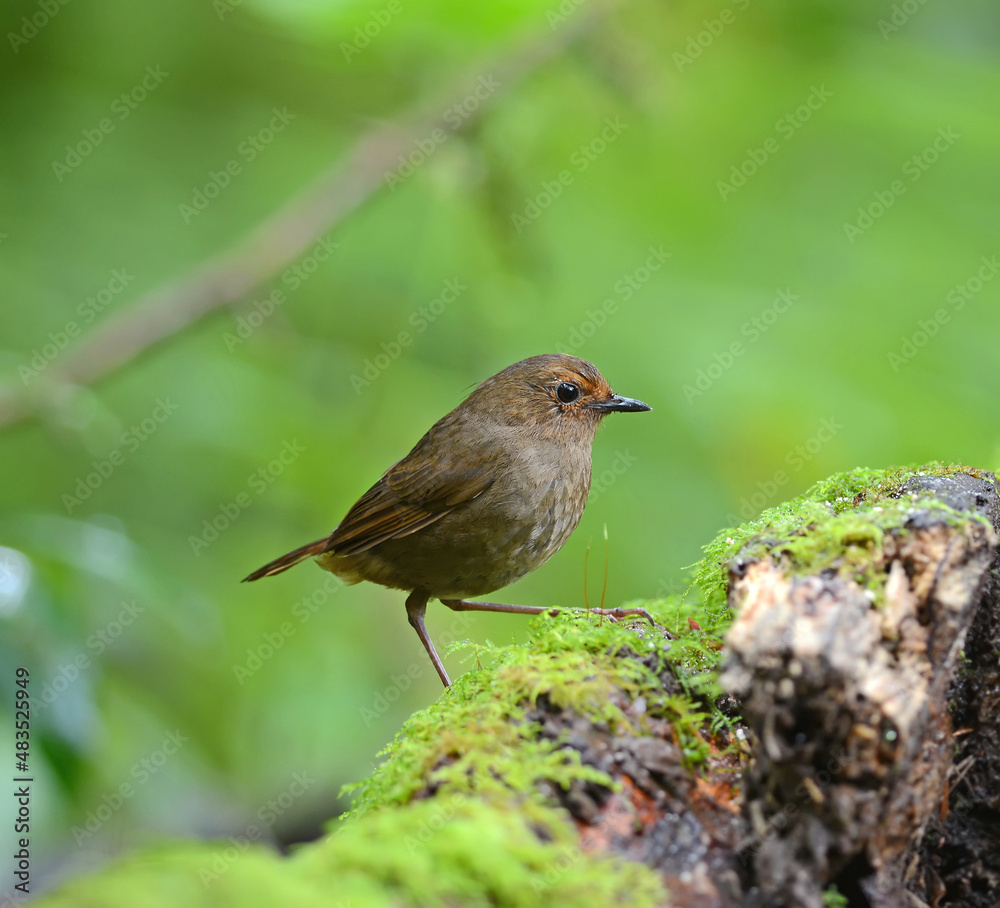 Brown shortwing bird, female White-browed Shortwing (Brachypteryx montana), standing on the log, breast profile