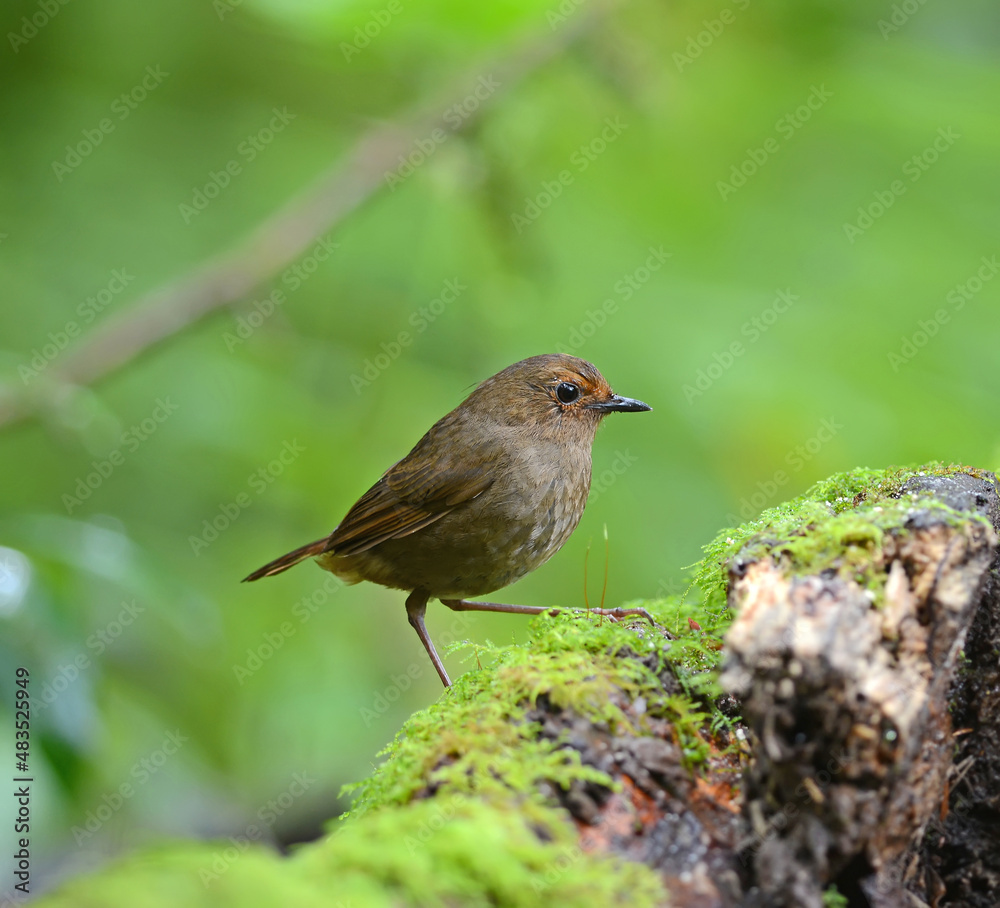 Brown shortwing bird, female White-browed Shortwing (Brachypteryx montana), standing on the log, breast profile Brown shortwing bird, female White-browed Shortwing (Brachypteryx montana), standing on the log, breast profile