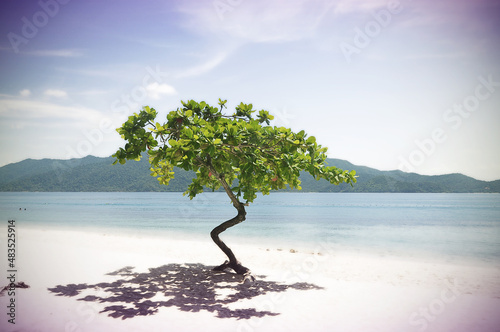 vintage Trees on the beach