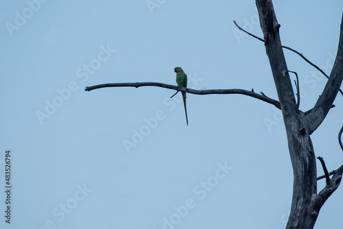 Green parrot sitting on a branch © Satyajit