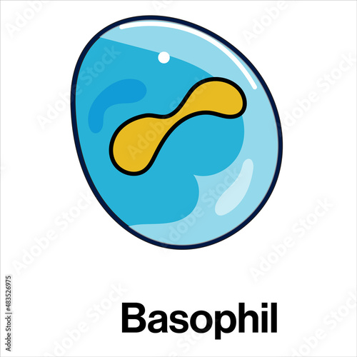 Basophil Cell Biology, Detailed Vector Illustration of Immune System's Inflammatory Blood Cell on White Background for Medical Education and Research.