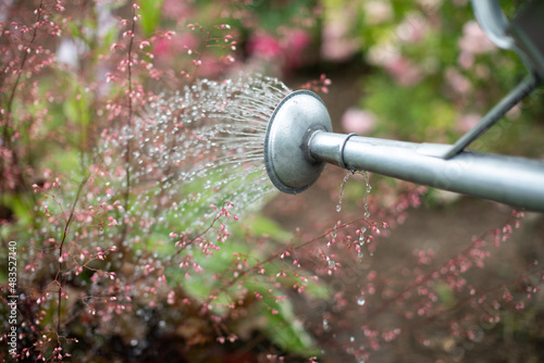 Close-up view while watering heuchera sanguinea from a watering can. photo