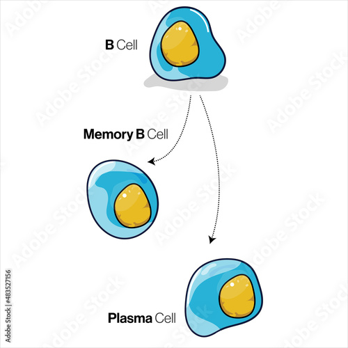 B Cell Differentiation, Vector Illustration of Memory Cell and Plasma Cell Formation in White Background, Immunology Education and Research Concept.