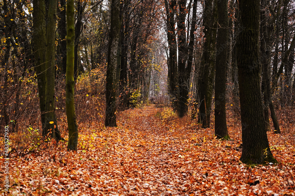 Sad autumn oak forest. Path in autumn forest.