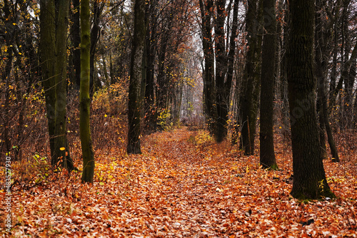 Sad autumn oak forest. Path in autumn forest.
