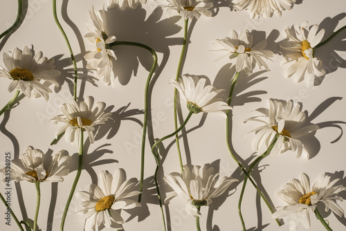 Elegant aesthetic chamomile daisy flowers pattern with sunlight shadows on neutral beige background photo