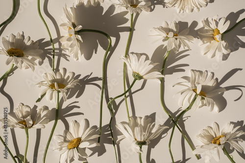 Elegant aesthetic chamomile daisy flowers pattern with sunlight shadows on neutral beige background