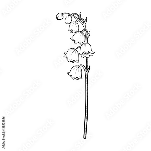 drawing flower of lily of valley isolated at white background, hand drawn illustration