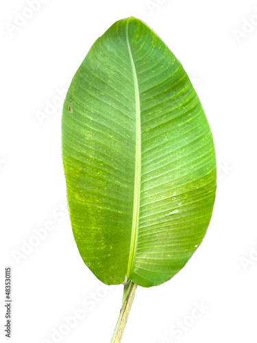 green leaf isolated on white. Banana leaf.