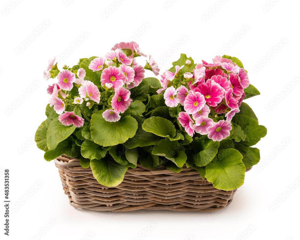 basket with cyclamen isolated white background