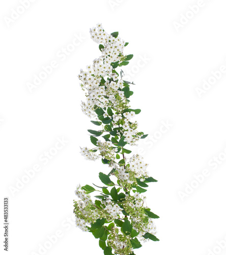 Beautiful small white flowers. Spring spirea