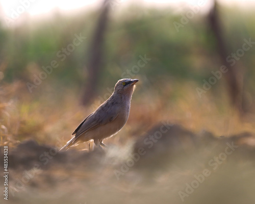 Large grey babbler on ground. Turdoides malcolmi. Babbler bird. photo