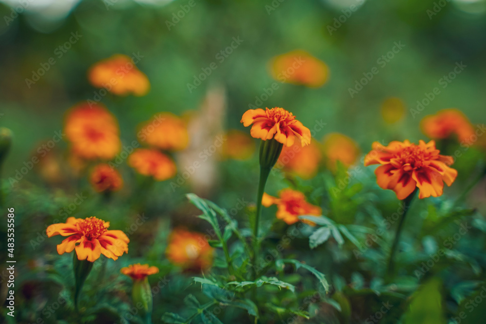 Orange marigold flower agriculture field.