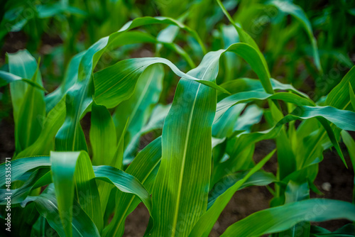 Green jowar or sorghum agriculture field. photo