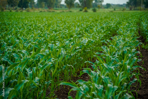 Green jowar or sorghum agriculture field.